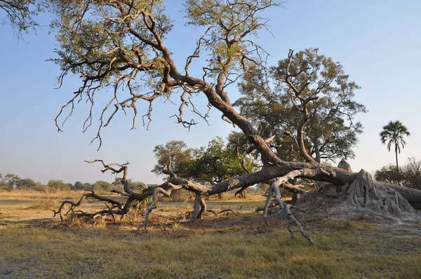 Okavango Delta Botswana Világos Tájkép — Stock Fotó