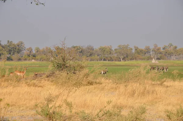 Jasny Krajobraz Widok Okavango Delta Botswana — Zdjęcie stockowe