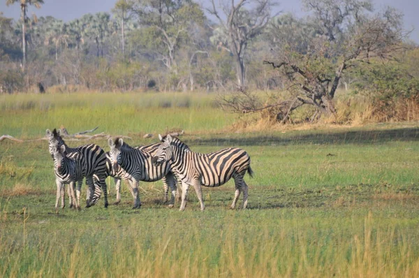 Zebror Okavangodeltat — Stockfoto