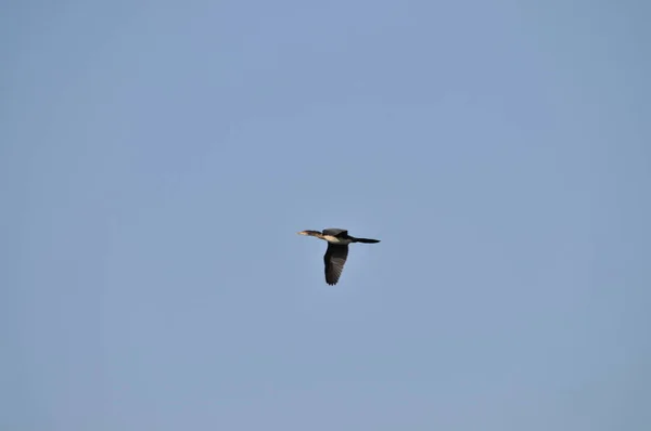 Fliederbrust Roller — Stockfoto