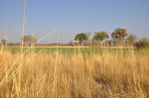 Parlak manzaralı Okavango Delta, Botsvana