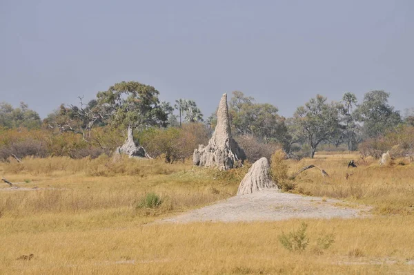 Термитный Курган Национальном Парке Ботсваны — стоковое фото