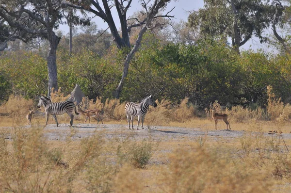 Zebras Okavango Delta — Stockfoto