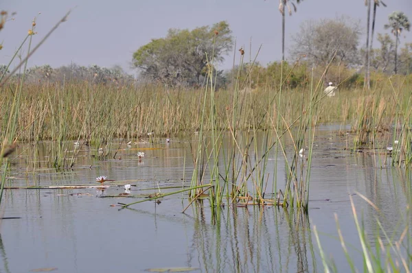 Vista Brilhante Paisagem Delta Okavango Botsuana — Fotografia de Stock