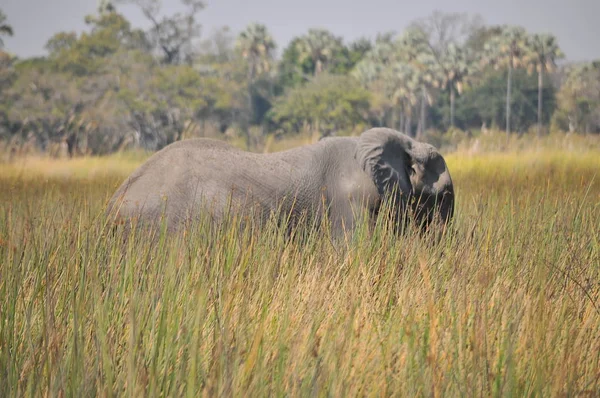 Elefante Caminando Delta Okovango —  Fotos de Stock