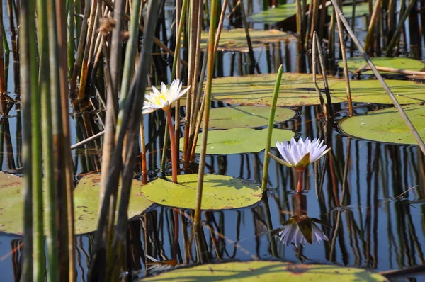 Lírio Água Delta Okavango — Fotografia de Stock