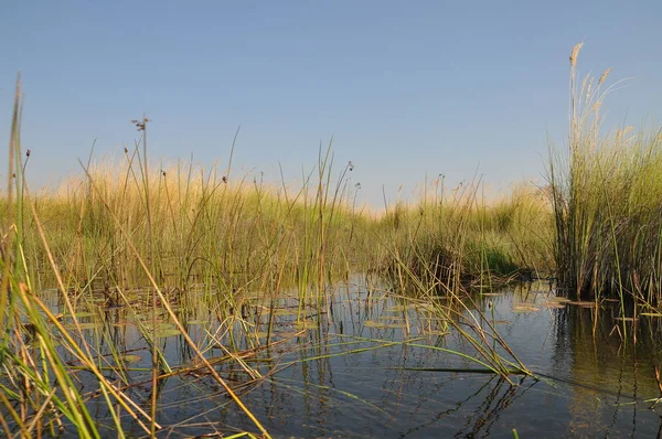Parlak manzaralı Okavango Delta, Botsvana