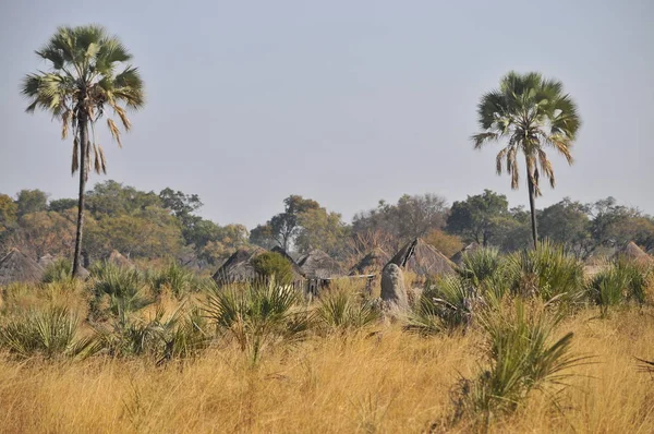 Okavango Delta Botswana Világos Tájkép — Stock Fotó