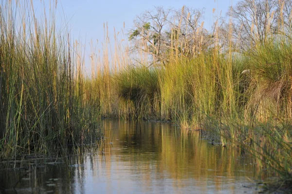 Helle Landschaftsaufnahme Des Okavango Deltas Botsuana — Stockfoto