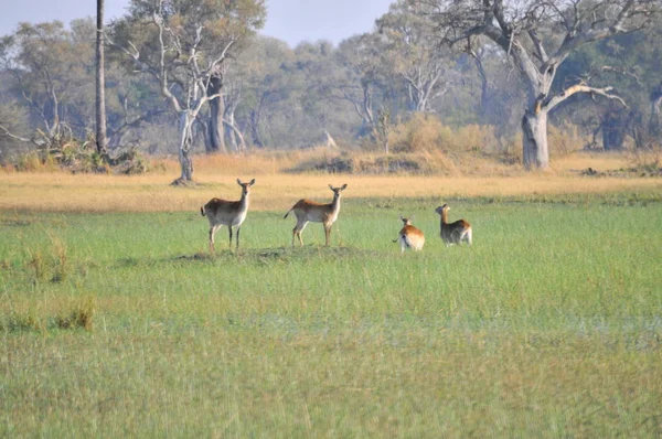 Kudde Van Impala Okavangodelta — Stockfoto