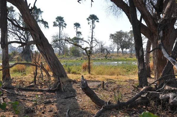 Okavango Delta Botswana Világos Tájkép — Stock Fotó