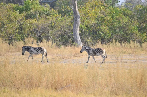 Cebras Delta Del Okavango —  Fotos de Stock