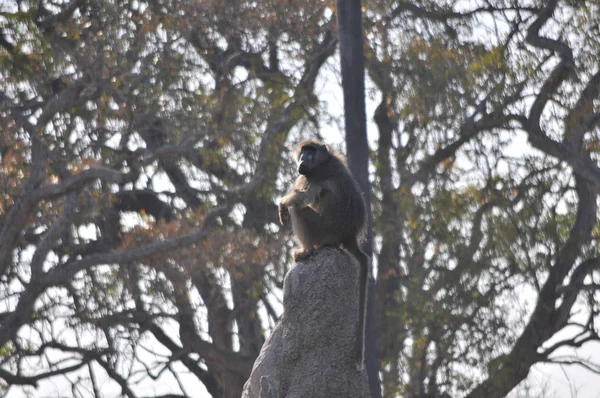 Maymun Bir Ağaç Üzerinde — Stok fotoğraf