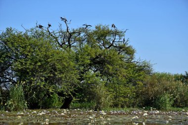 Kuşlar Oiseaux de Djoudj Milli Parkı'nda, Sengal 