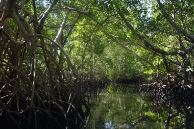 Saloum Nehri yakınında: Kaolack, Senegal, Batı Afrika