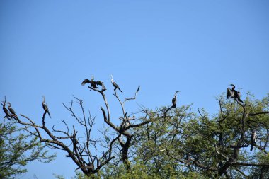 Kuşlar Oiseaux de Djoudj Milli Parkı'nda, Sengal 