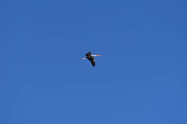 Kuşlar Oiseaux de Djoudj Milli Parkı'nda, Sengal 