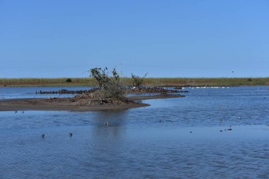 nehir küçük adada çeşitli kuşlar