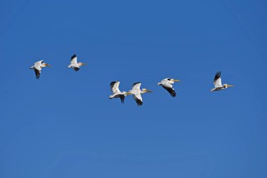 Kuşlar Oiseaux de Djoudj Milli Parkı'nda, Sengal 