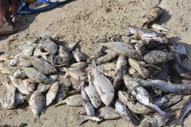 Balıkçılar Joal limanında