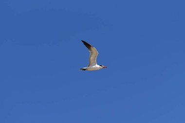 Kuşlar Oiseaux de Djoudj Milli Parkı'nda, Sengal 