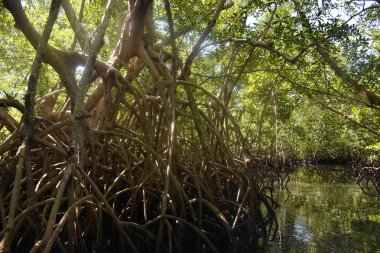 Saloum Nehri yakınında: Kaolack, Senegal, Batı Afrika
