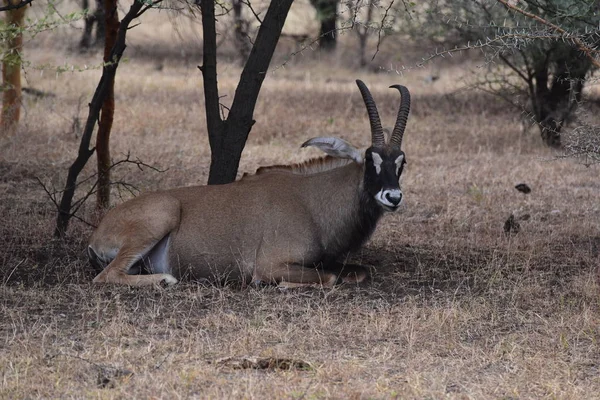 Gazella Orice Che Riposa Nelle Ombre Della Savana — Foto Stock