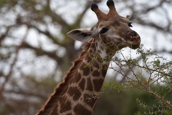 Close Shot Feeding Giraffe Natural Habitat — Stock Photo, Image
