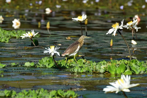 Aves Parque Nacional Oiseaux Djoudj Sengal — Foto de Stock