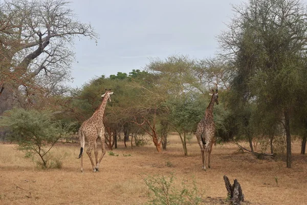 Giraffen Natuurlijke Habitat Met Droog Gras Groene Bomen — Stockfoto