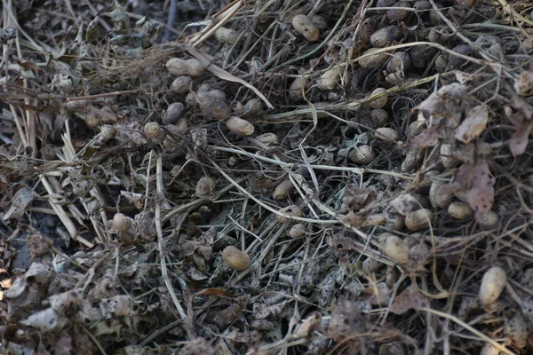 Foresta Mangrovie Nel Delta Del Sine Saloum Senegal — Foto Stock