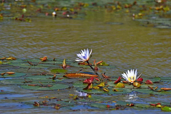 Aves Parque Nacional Oiseaux Djoudj Sengal — Fotografia de Stock