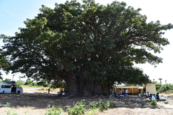 Mangrove Erdő Szinusz Fogadószoba Delta Szenegál — Stock Fotó