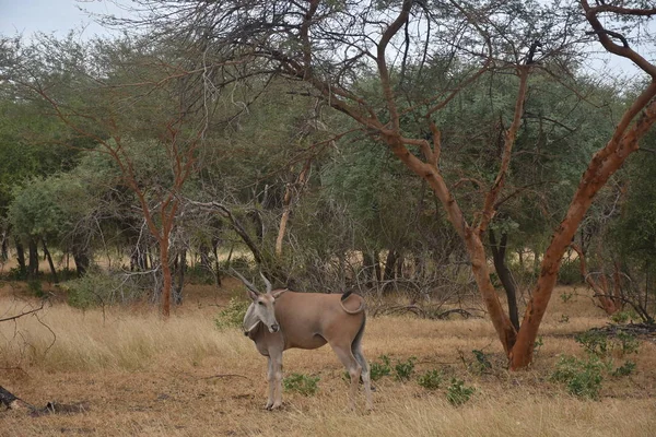Antilope Comune Eland Habitat Naturale — Foto Stock
