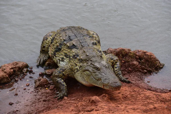 Close Shot Van Krokodil Rode Bodem — Stockfoto