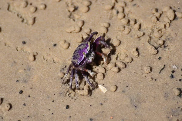 Cangrejo Púrpura Arrastrándose Fuera Del Agujero Arena Playa Norte Senegal — Foto de Stock