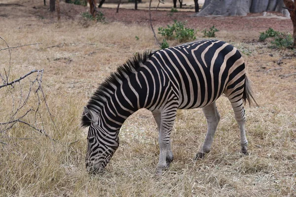 Koń Zebra Wypas Suchy Ląd — Zdjęcie stockowe