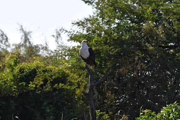 Kuşlar Oiseaux Djoudj Milli Parkı Nda Sengal — Stok fotoğraf