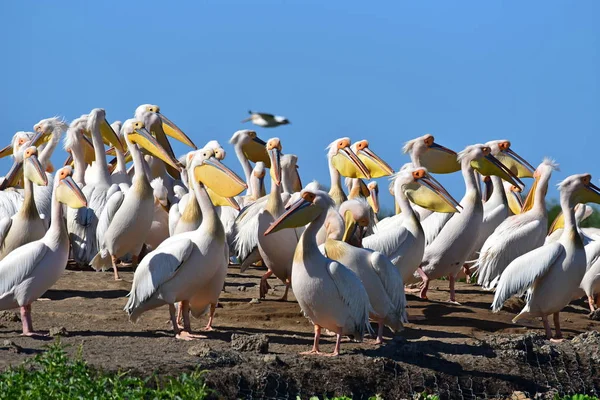 Oiseaux Djoudj 공원에서 Sengal — 스톡 사진