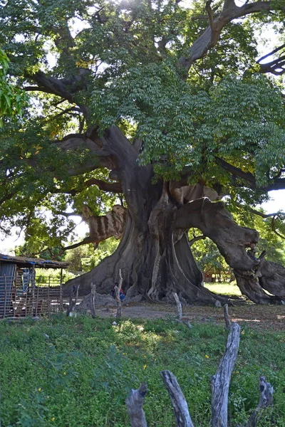 Mangrovových Lesů Sinus Sallúm Delta Senegal — Stock fotografie