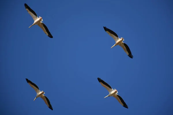 Птицы Оазо Джудж — стоковое фото