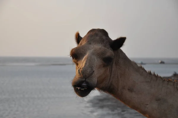 Yemen Deki Sahilde Deve — Stok fotoğraf