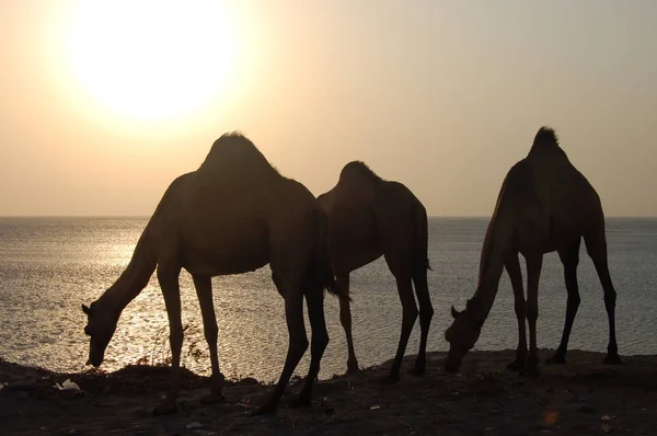 Cammello Sulla Spiaggia Yemen — Foto Stock