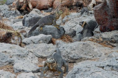 Galapagos Adaları 'nda endemik Marine Iguana