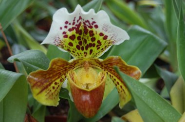 Cajas Milli Parkı 'nda Iris çiçeği 