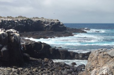 Espanola sahil Adası, Galapagos Milli Parkı, Ecuador