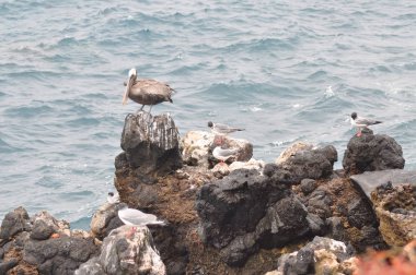 Galapagos adasında kırlangıç kuyruklu gull