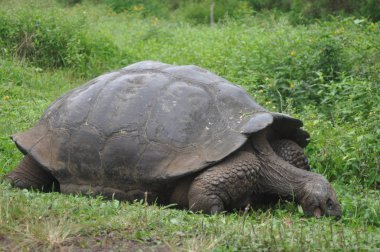 Galapagos kaplumbağası bir doğa rezerv