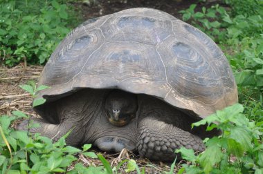 Galapagos kaplumbağası bir doğa rezerv