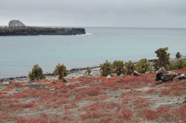 Plaza sur adasında gökyüzü, mavi deniz ve kırmızı bitki, Galapagos